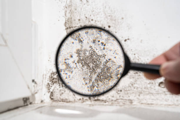 Best Mold Prevention Services  in Byron Center, MI